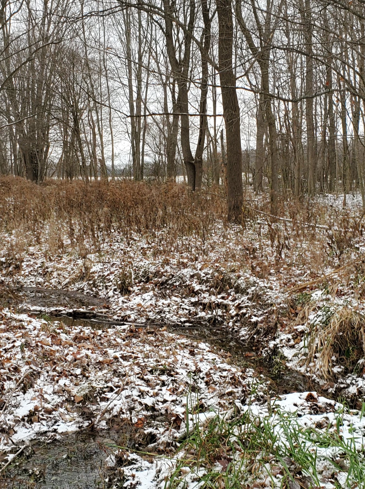 Snowy woods